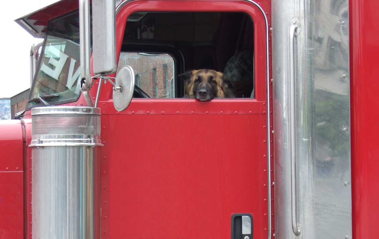 Dogs in Trucks
