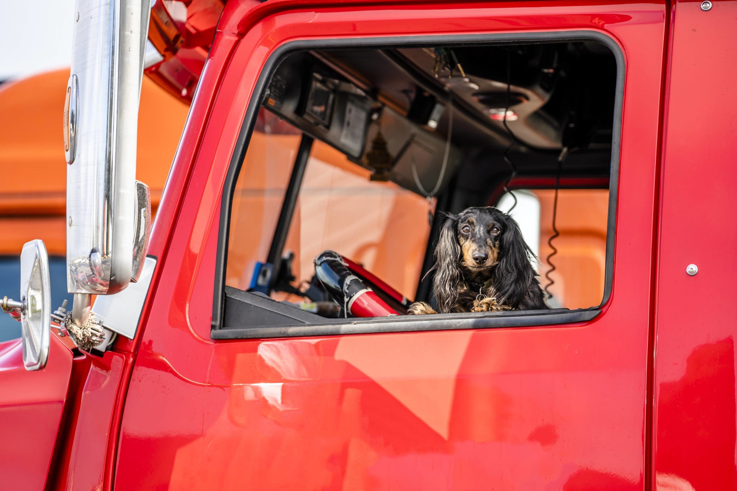Могут ли водители грузовиков иметь домашних животных?