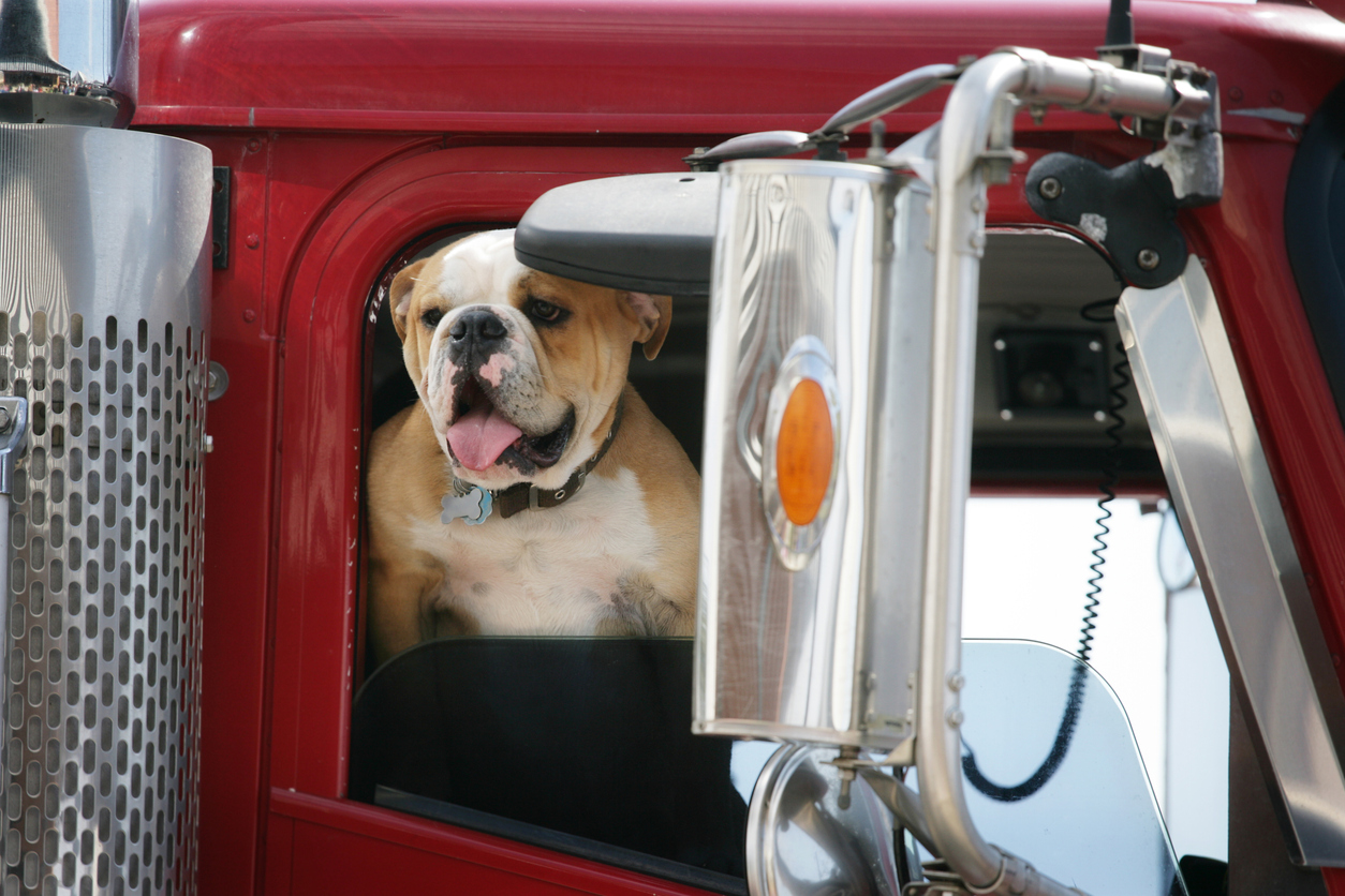 "Trucker bulldog with his tongue hanging out.  Shot with Canon 1Ds Mark II, slight color saturation and vignette added."